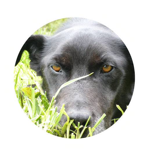 El ángel que creó Vivatma