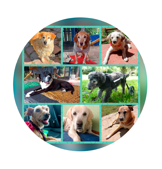 Los Perros Senior, La nueva ternura