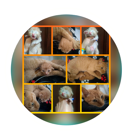 Sobrecarga de Ternura