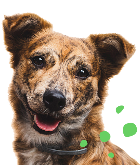 Lo que hacemos paso a paso